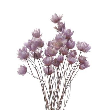 Naturlig tørret marguerit til dekoration 30-pak Lilla