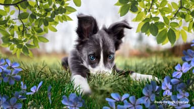Adobe Photoshop Elements 2023 - PC Windows