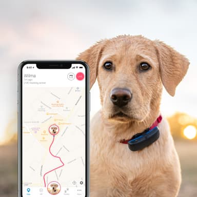 Vandtæt Tractive GPS hunde-tracker med aktivitetstracking