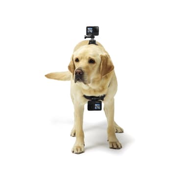 GoPro hundesele