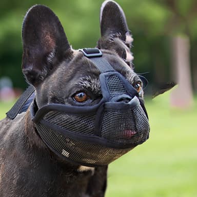 Blå Kort Snude Hundekurv - Komfortabel og Åndbar M