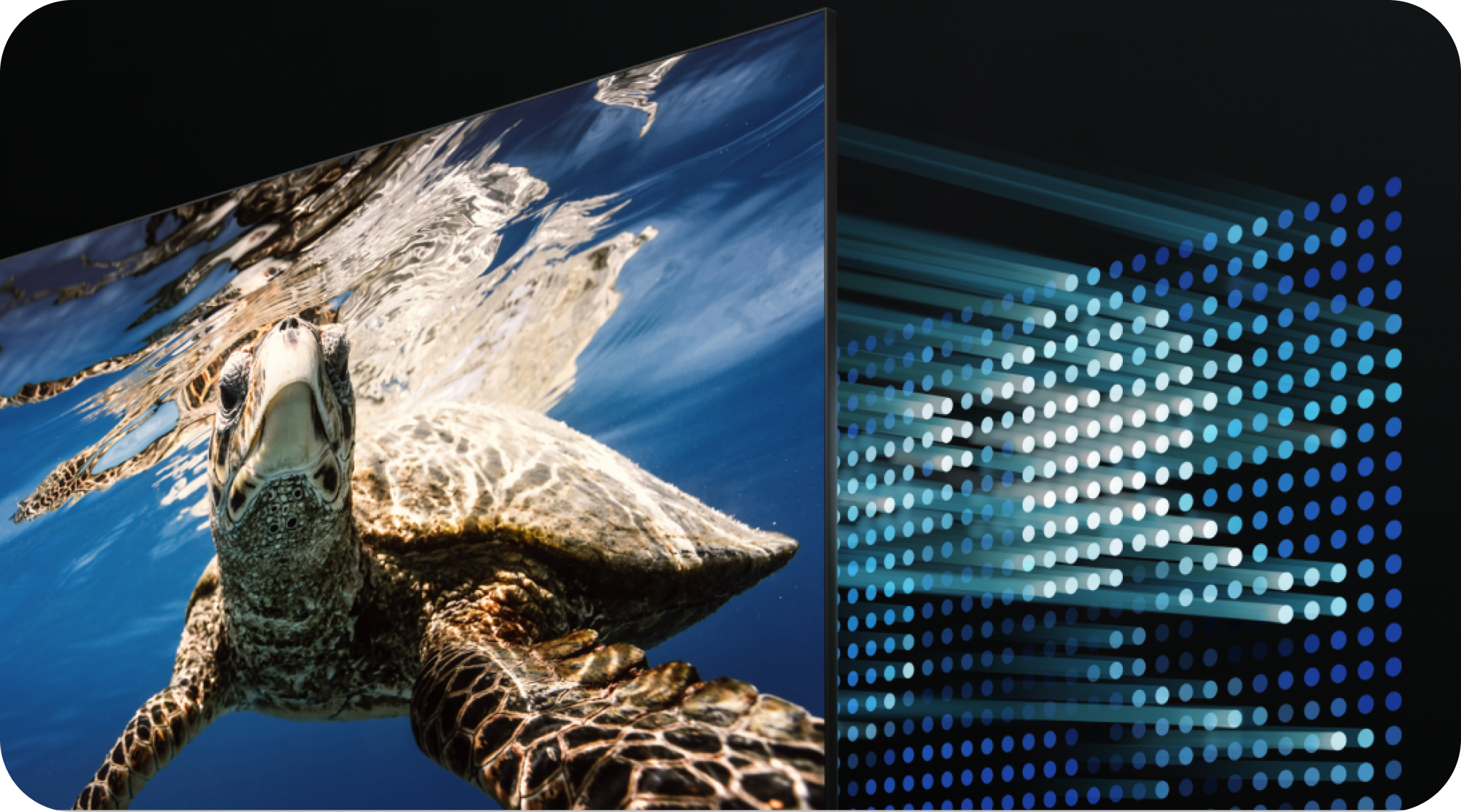 Samsung TV - Direct Full Array og en havskildpadde, der svømmer i havet