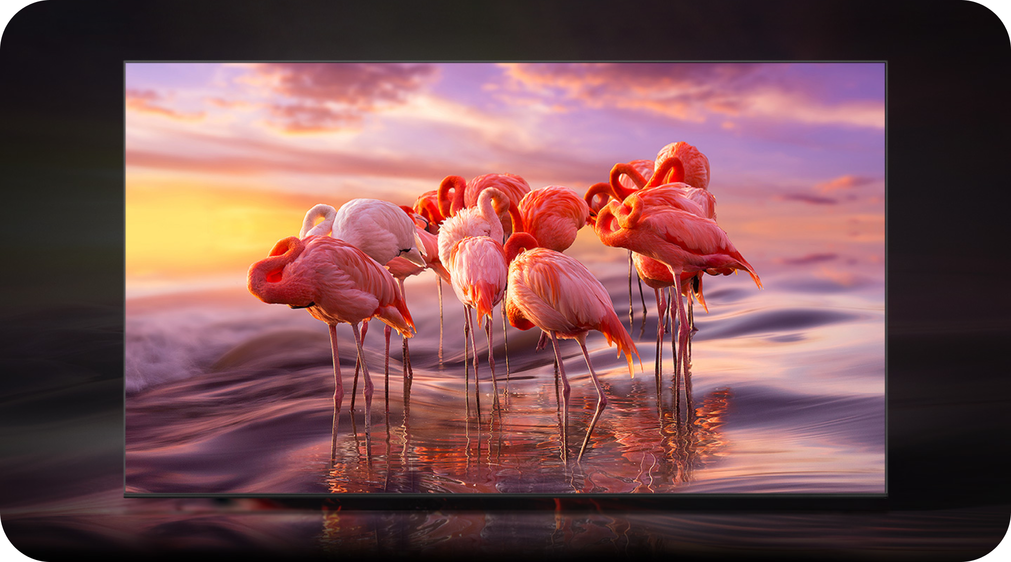 Samsung OLED med billede af flamingoer på skærmen