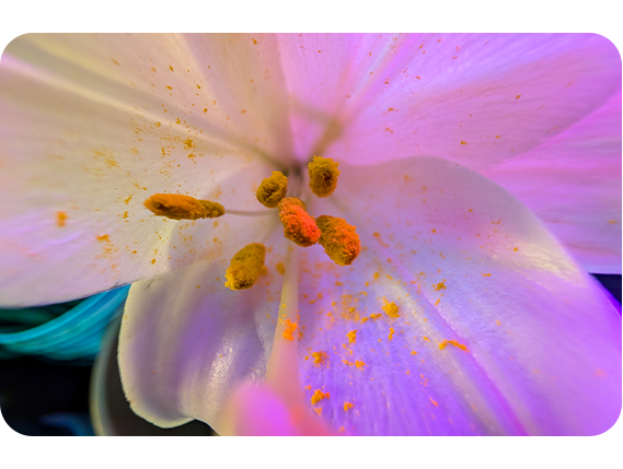 Google Pixel 9 Pro-nærbillede af en blomst