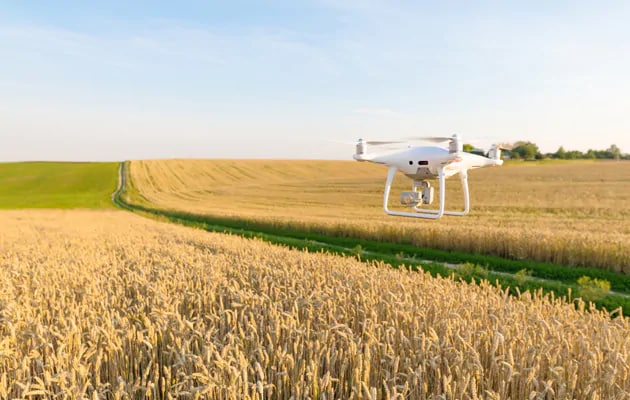 Drone, som flyver over hvedemark på en sommerdag