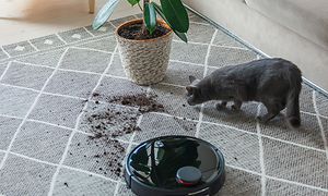 Robotstøvsuger, en kat og en blomst