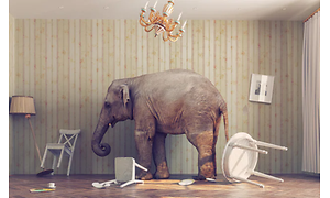 Elefant i stue