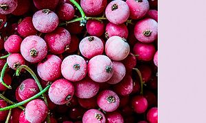 MDA - Samsung Bespoke - Frosne røde bær