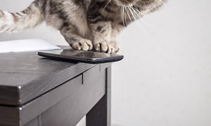 En grå kat ved siden af en smartphone på et bord