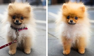 To billeder af en hund