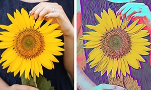 To billeder af solsikker
