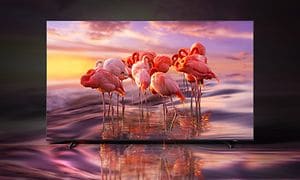 Samsung-TV-QE60A-flamingoer på en skærm
