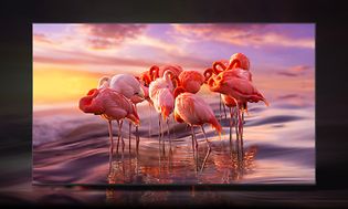 Samsung TV flamingoer på skærmen