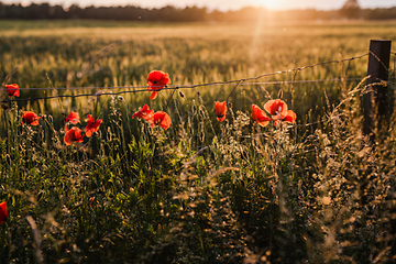 Sommerblomster