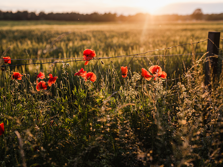 Sommerblomster