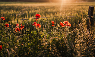Sommerblomster