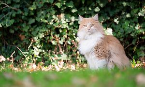 Tractative GPS Trackers - En kat