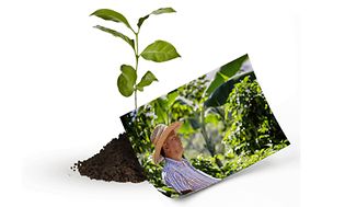 Billede at en plante i en lille bunke jord og et fotografi af en mand i natur
