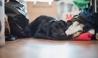 Hund der ligger på gulvet ved siden af forskelligfarvet vasketøj