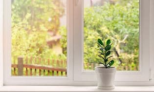 Vindue og en grøn plante i en vindueskarm