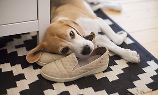 En hund der ligger oven på et par sko på et mønstret tæppe