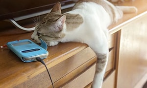 Kat der ligger tæt på en telefon der lader op
