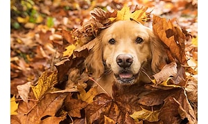 hund leger i blade