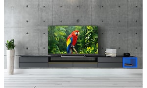 TV billede der viser en papegøje