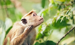 abe klør sig på kinden i den fri natur